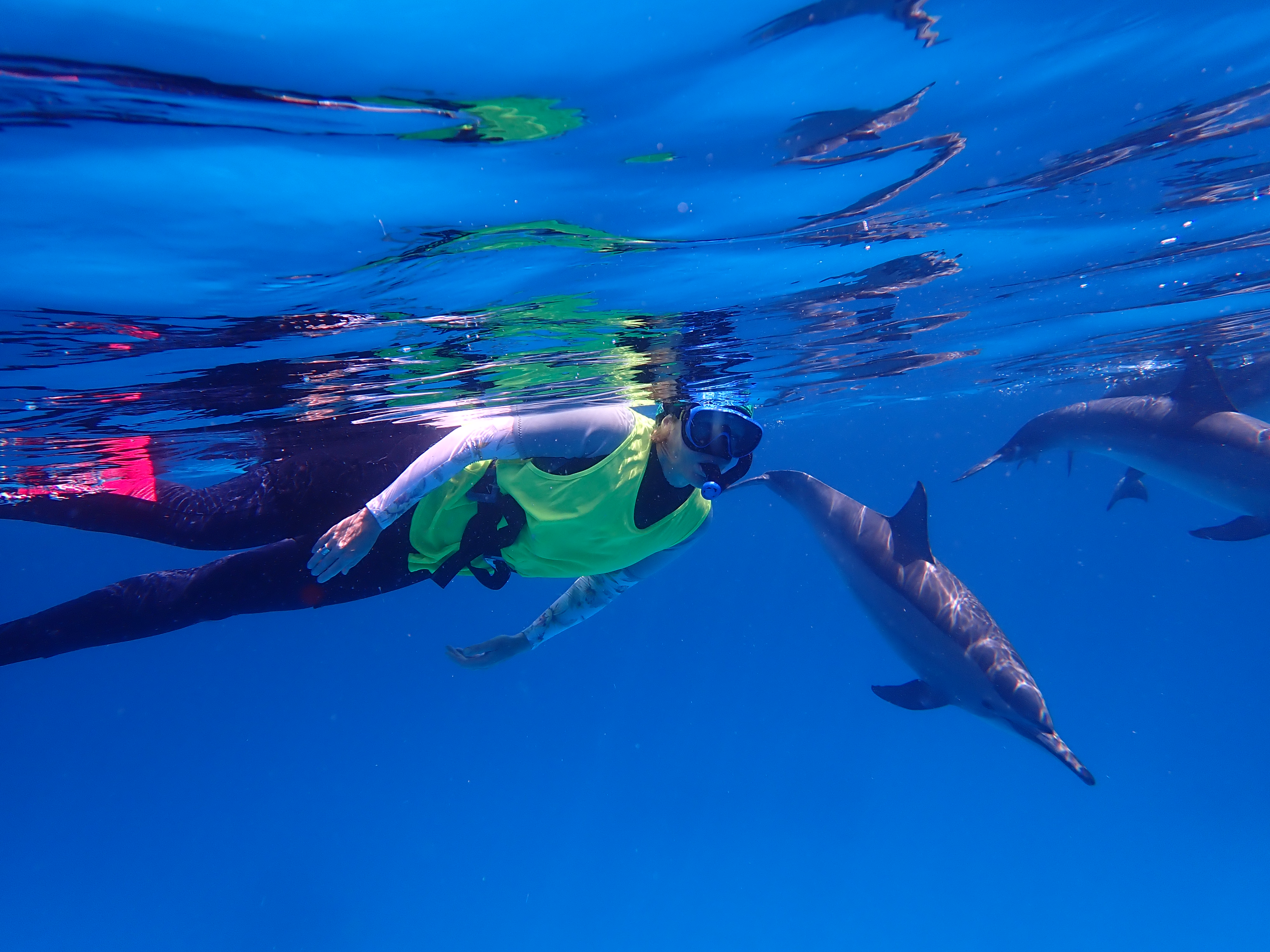 A snorkeler swimming face to face with a spinner dolphin