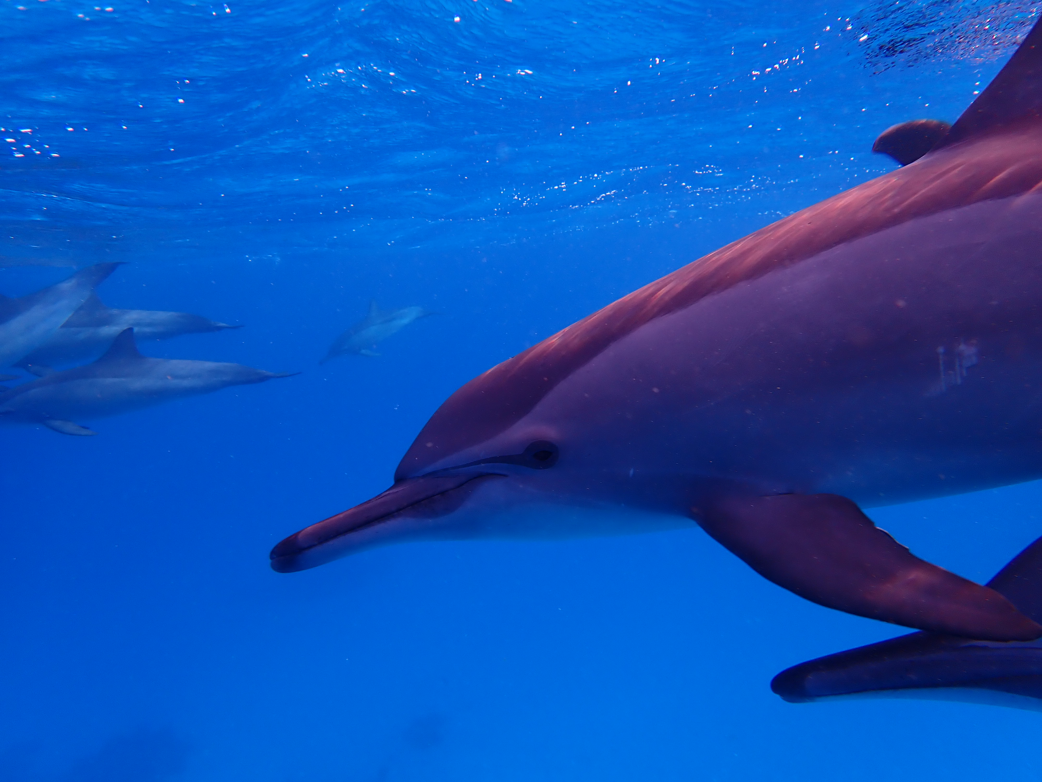 A spinner dolphin gliding through clear blue water