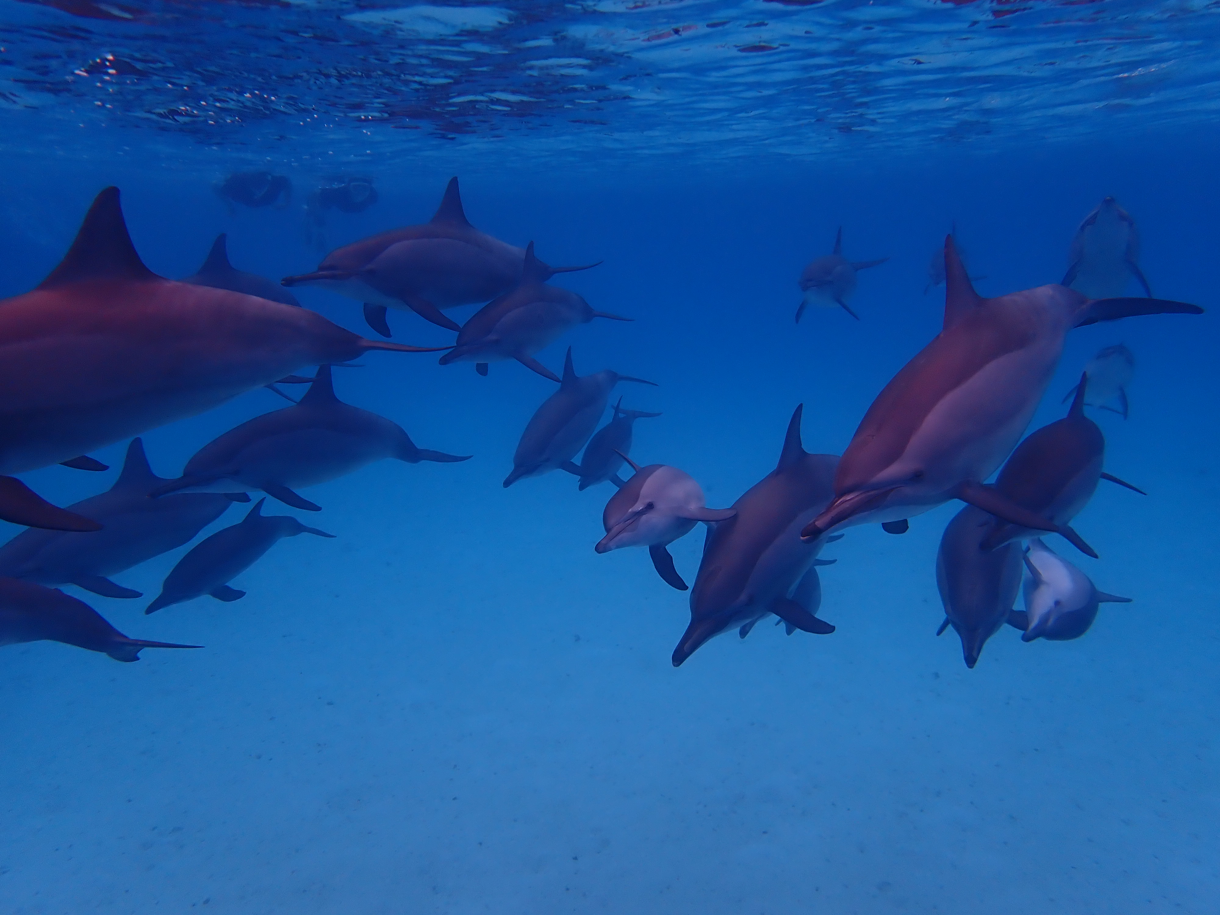 A pod of spinner dolphins, including a baby, swimming together over the seabed