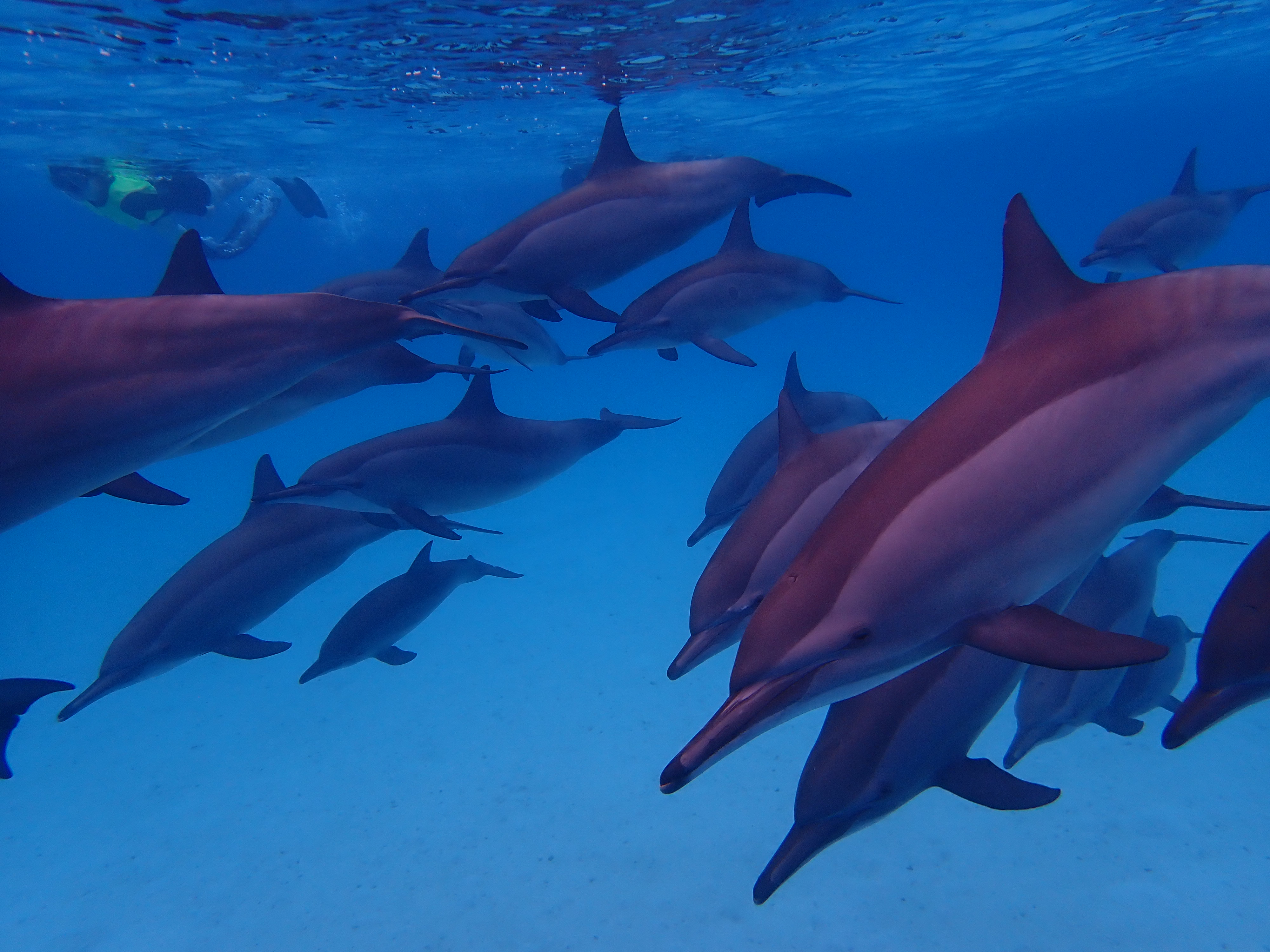 A snorkeler swimming respectfully alongside a pod of spinner dolphins